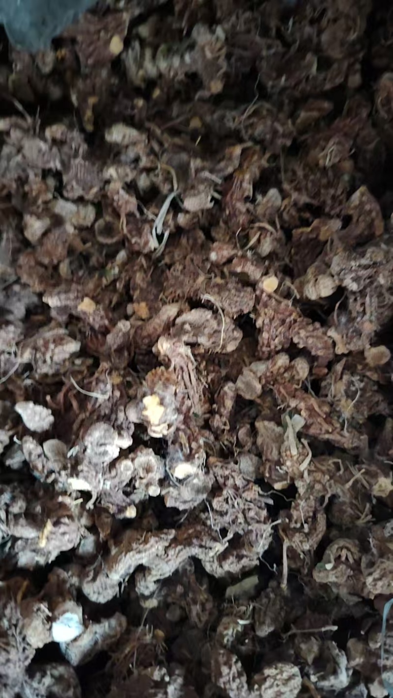 河南射干价格优惠质量好走货快欢迎询价对接全国量大从优热卖