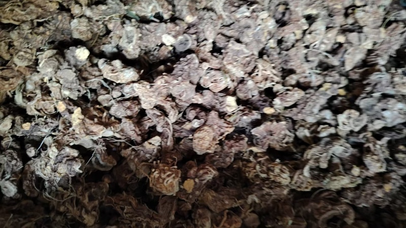 河南射干价格优惠质量好走货快欢迎询价对接全国量大从优热卖