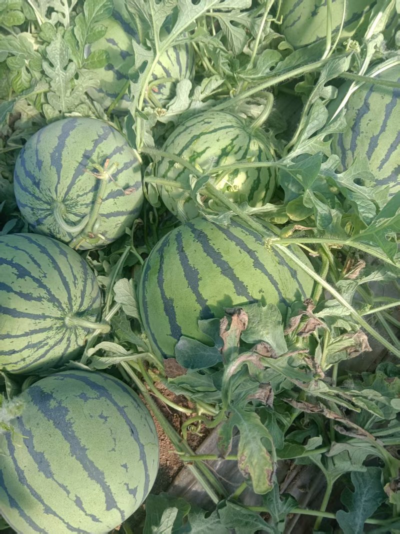 山东精选甜王西瓜产地直发质量保证货源充足全国发货