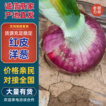 陕西渭南洋葱量大从优欢迎全国老板前来考察洽谈合作