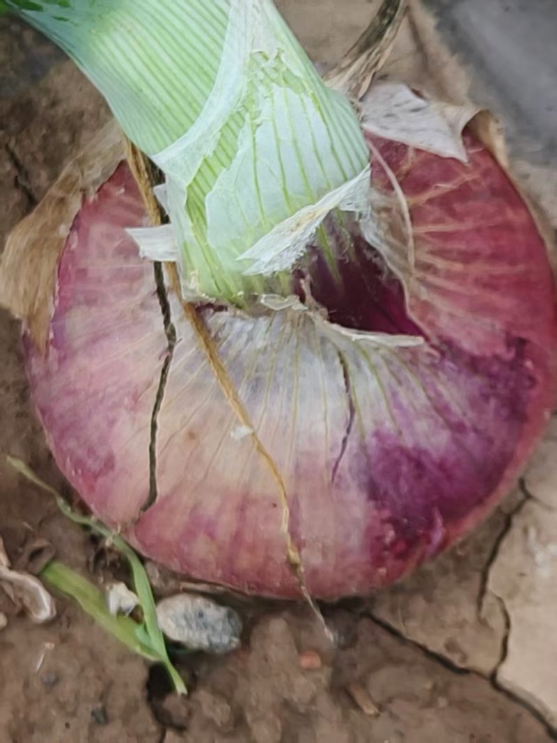 新鲜水果红皮洋葱，个大皮，无小葱，可代装，散装，需要联系5