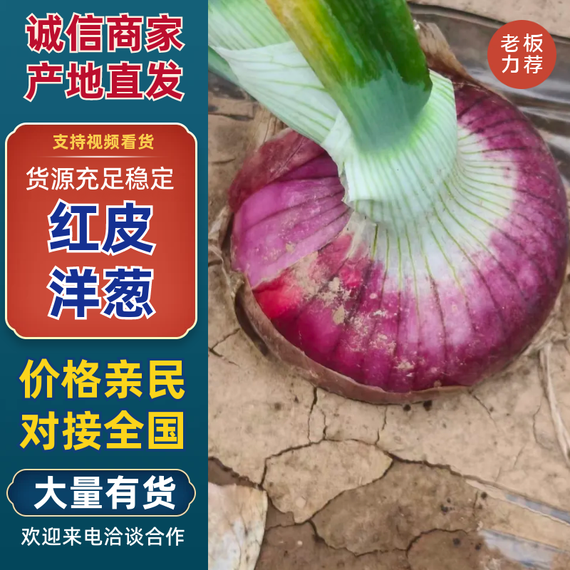 新鲜水果红皮洋葱，个大皮，无小葱，可代装，散装，需要联系5