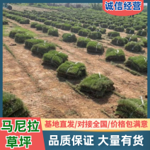 【推荐】地被草坪马尼拉草坪多种品种规格品质货源