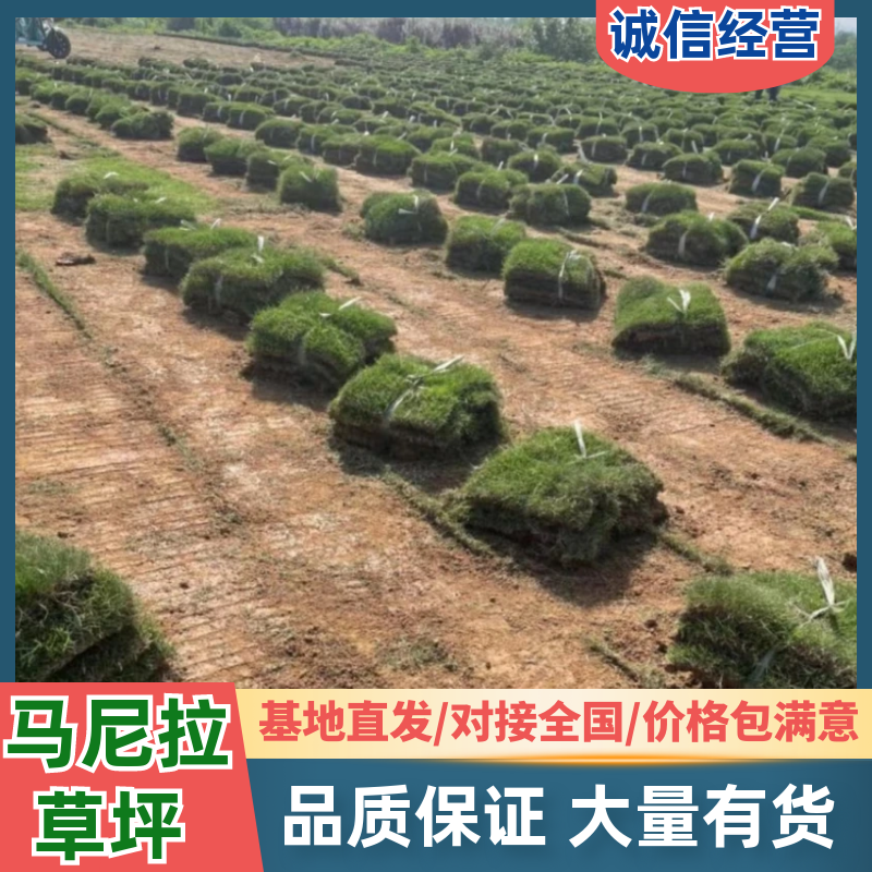 马尼拉草坪成活率高货源充足新鲜现铲支持大批量采购视频看