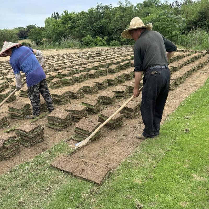 马尼拉草坪成活率高货源充足新鲜现铲支持大批量采购视频看