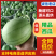 【精选】嘉秀6号西瓜湖北武汉江夏区西瓜质量三包