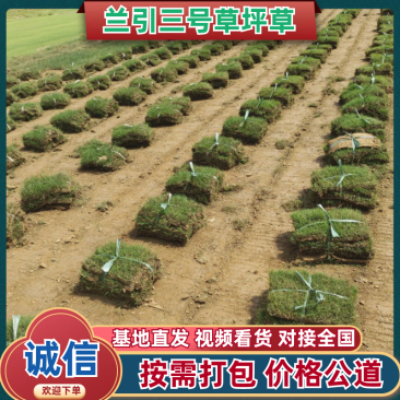 精选兰引三号草坪草基地直发量大从优欢迎致电