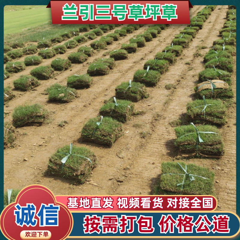 精选兰引三号草坪草基地直发量大从优欢迎致电