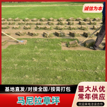 马尼拉草坪草大量有货常年供应库存充足全国发货
