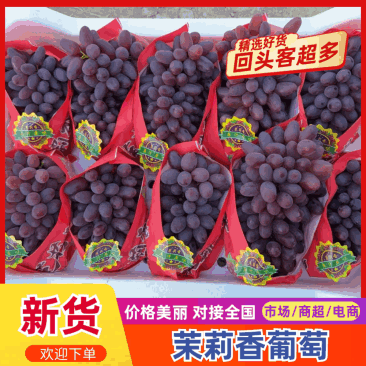 精品河北精品茉莉香葡萄产地直发一手货源质量保证