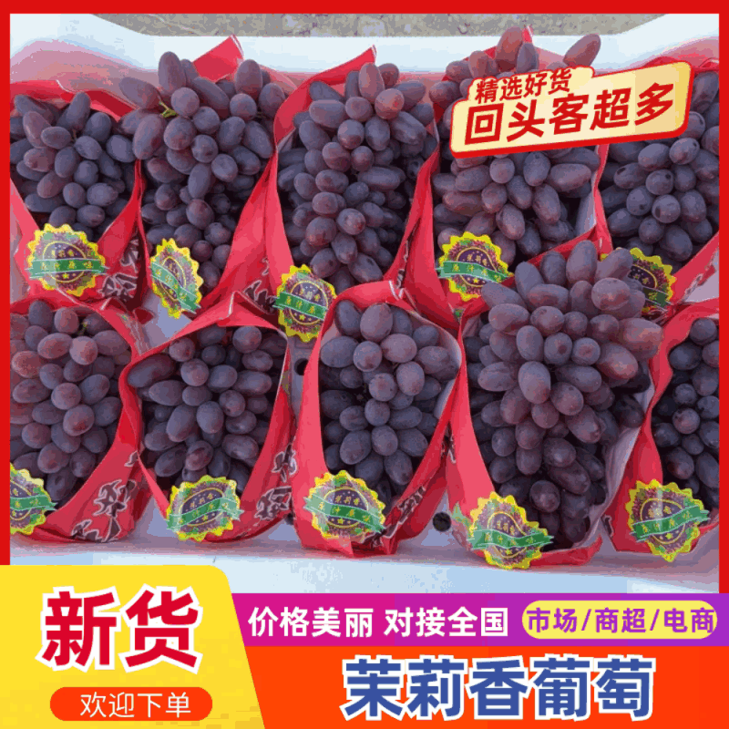 精品河北精品茉莉香葡萄产地直发一手货源质量保证