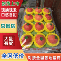 精品河北突围桃产地直发保质保量口感甜欢迎来电