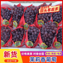 河北精品茉莉香葡萄产地直发一手货源质量保证