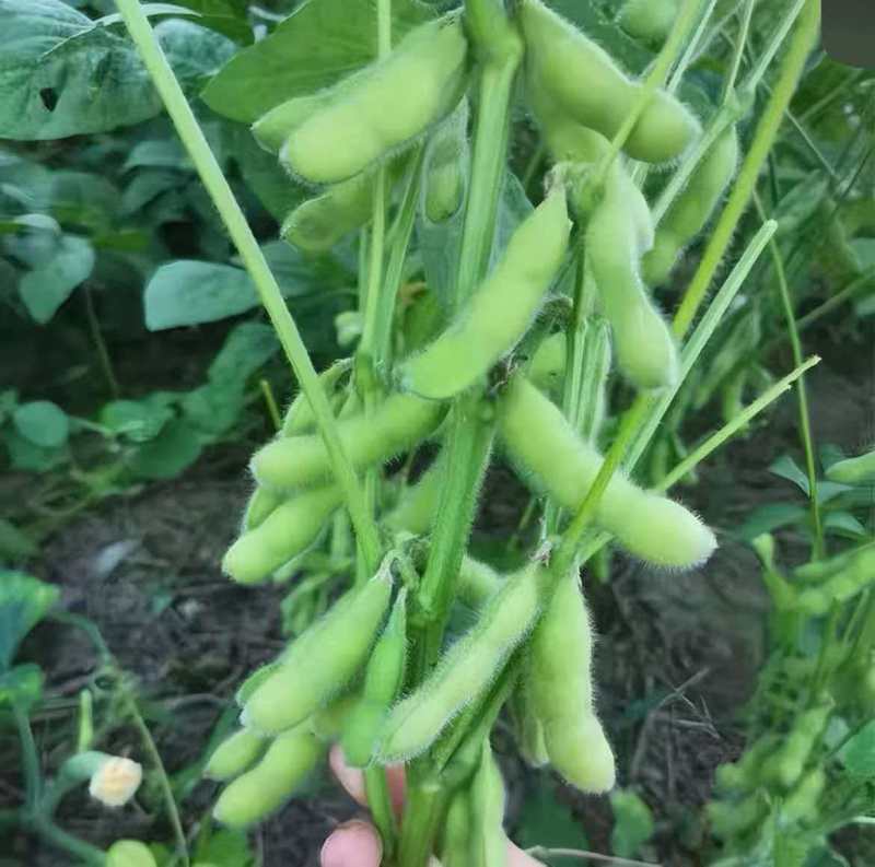 毛豆安徽毛豆大量现货供应，保质保量，对接市场批发商