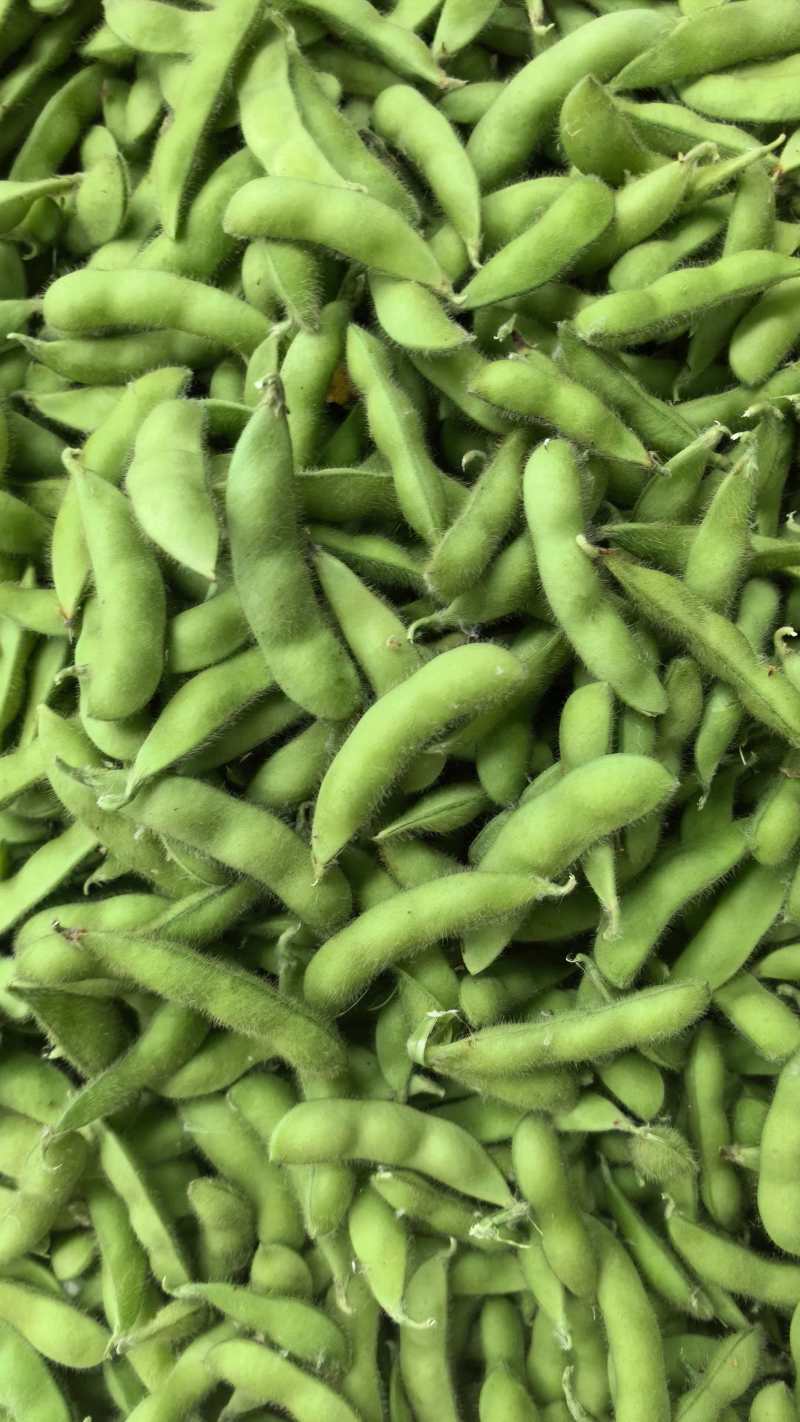 毛豆安徽毛豆大量现货供应，保质保量，对接市场批发商