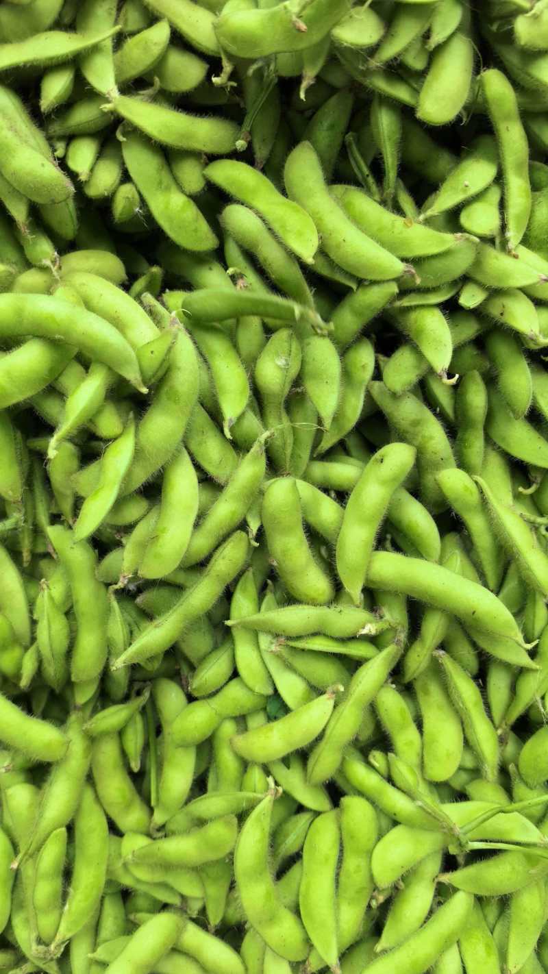 毛豆安徽毛豆大量现货供应，保质保量，对接市场批发商