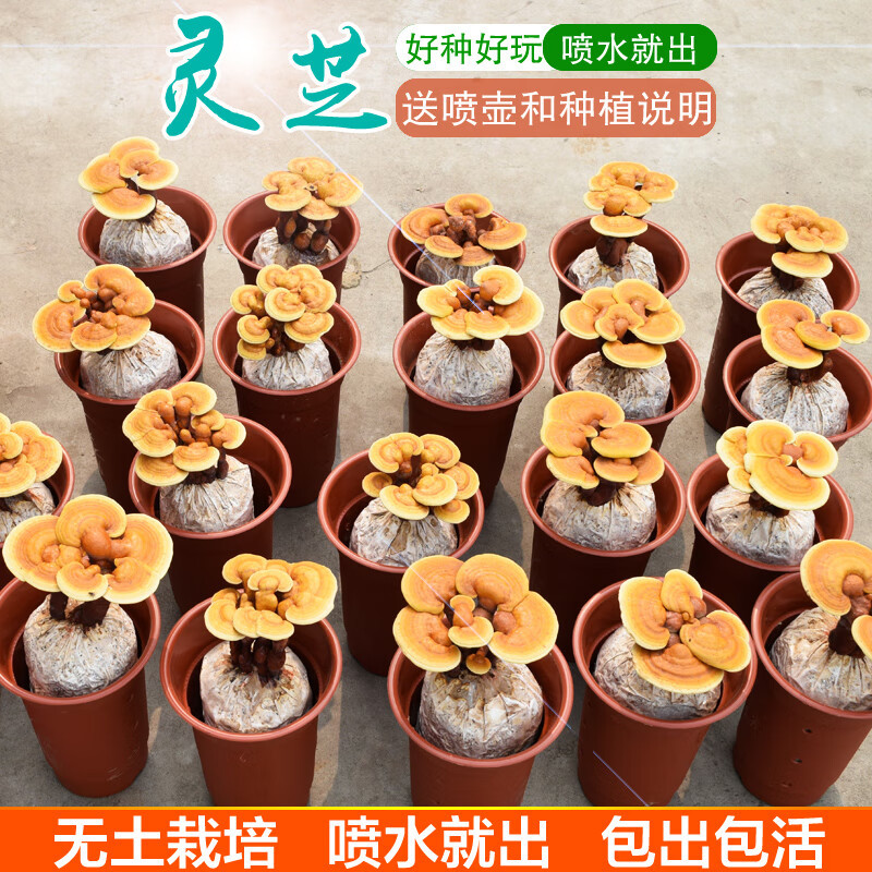 造型灵芝菌包自然成型室内绿植摆件雅致家居盆景灵芝