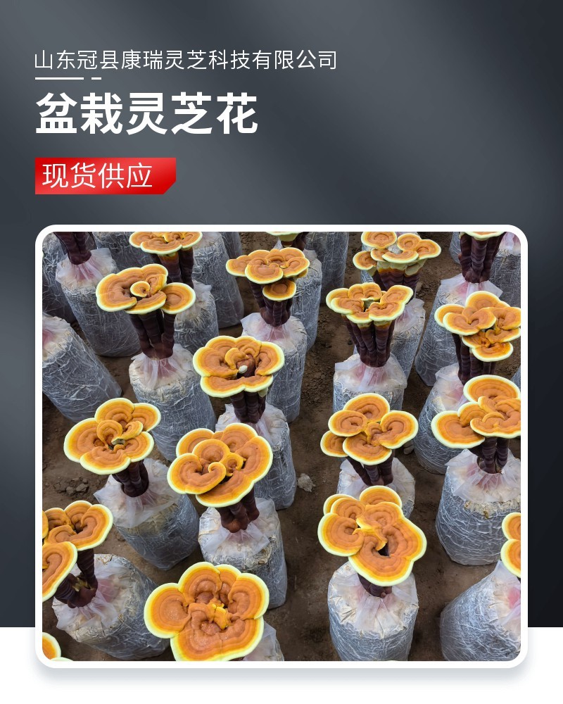 造型灵芝菌包自然成型室内绿植摆件雅致家居盆景灵芝