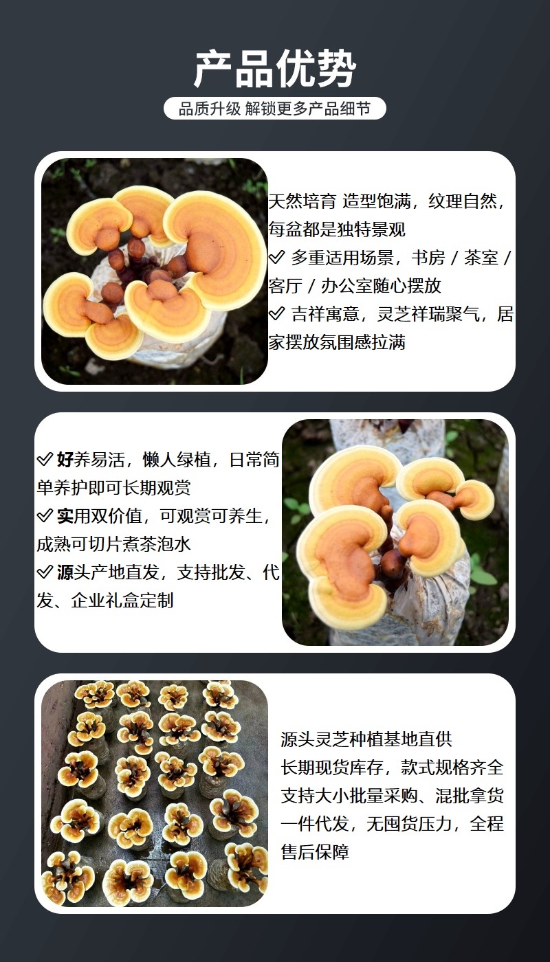 造型灵芝菌包自然成型室内绿植摆件雅致家居盆景灵芝