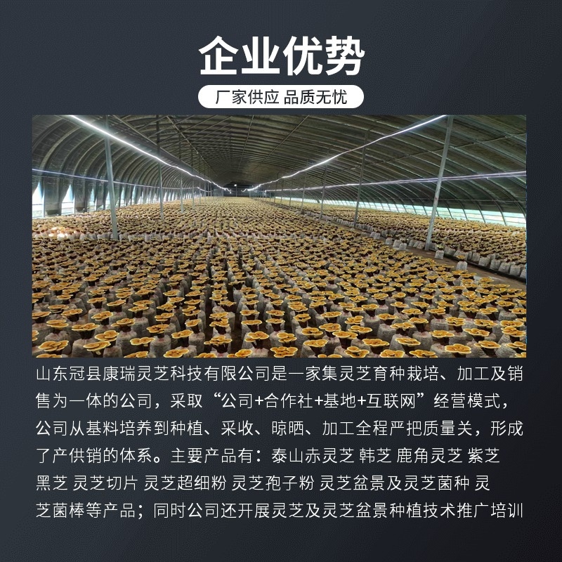 造型灵芝菌包自然成型室内绿植摆件雅致家居盆景灵芝