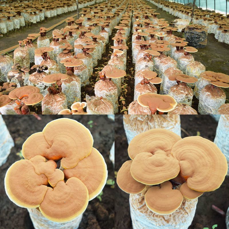 造型灵芝菌包自然成型室内绿植摆件雅致家居盆景灵芝