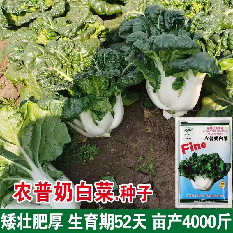 奶白菜种子四季速生奶油小白菜籽耐寒耐热盆栽矮脚白梗菜种子