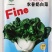 奶白菜种子四季速生奶油小白菜籽耐寒耐热盆栽矮脚白梗菜种子