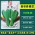 美帝青梗菜种子耐热易捆扎浅绿耐雨夏季秋季小油菜上海青种子
