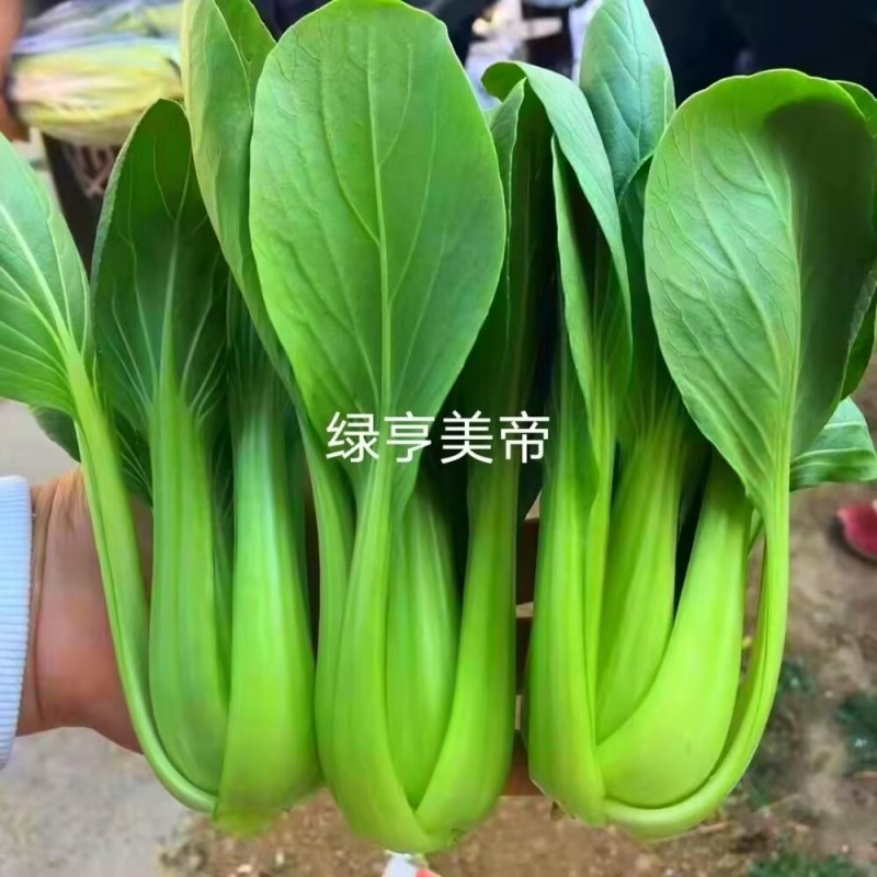 美帝青梗菜种子耐热易捆扎浅绿耐雨夏季秋季小油菜上海青种子