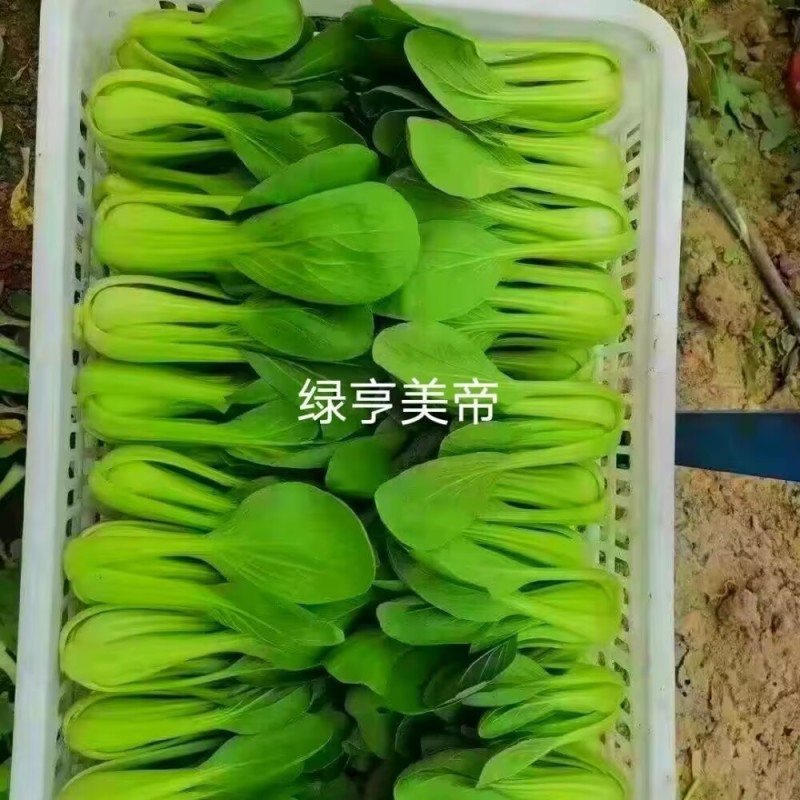 美帝青梗菜种子耐热易捆扎浅绿耐雨夏季秋季小油菜上海青种子