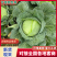 【热卖】精品圆包菜自家种植百亩基地新鲜供应对接商超档口