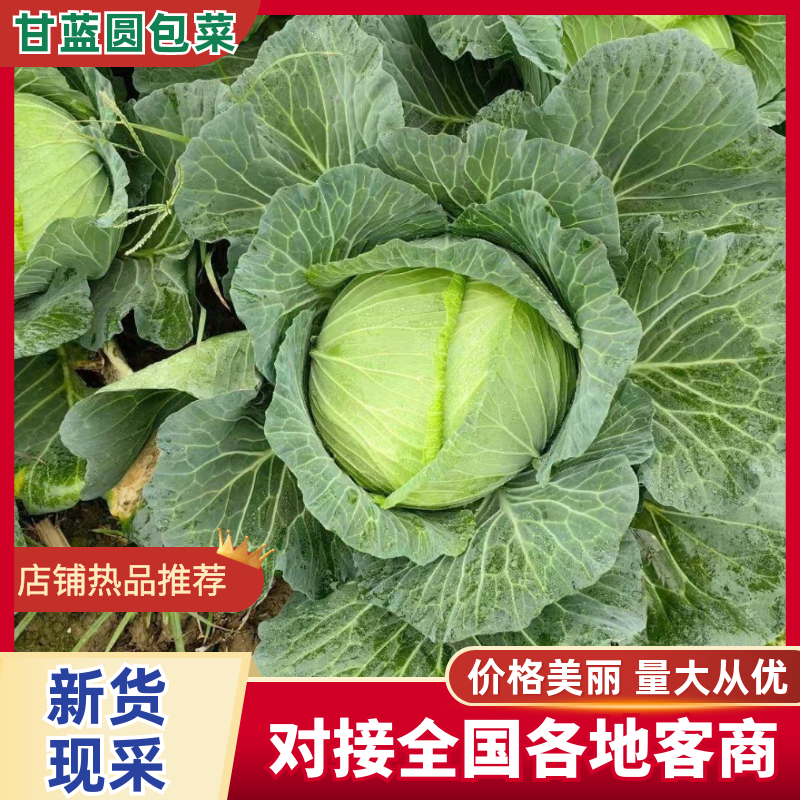 【热卖】精品圆包菜自家种植百亩基地新鲜供应对接商超档口