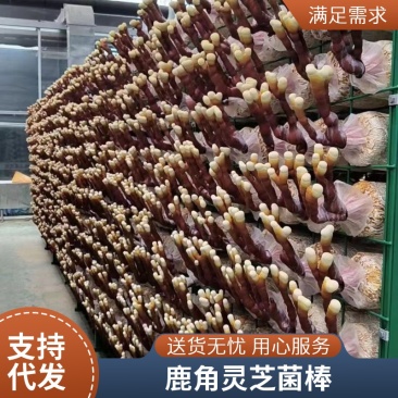 鹿角灵芝种植菌包独特造型颜值出众玄关书房装饰好物