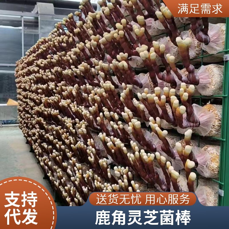 鹿角灵芝种植菌包独特造型颜值出众玄关书房装饰好物