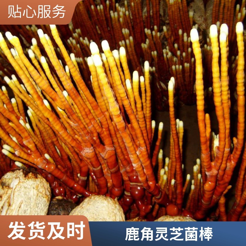 鹿角灵芝种植菌包独特造型颜值出众玄关书房装饰好物