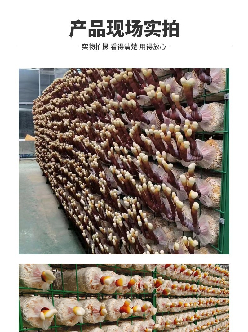 鹿角灵芝种植菌包独特造型颜值出众玄关书房装饰好物
