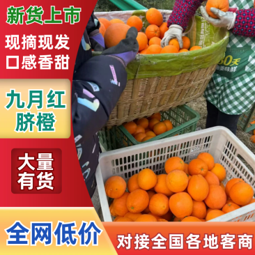 【精品】湖北脐橙九月红果冻橙皮毛好甜度高承接电商