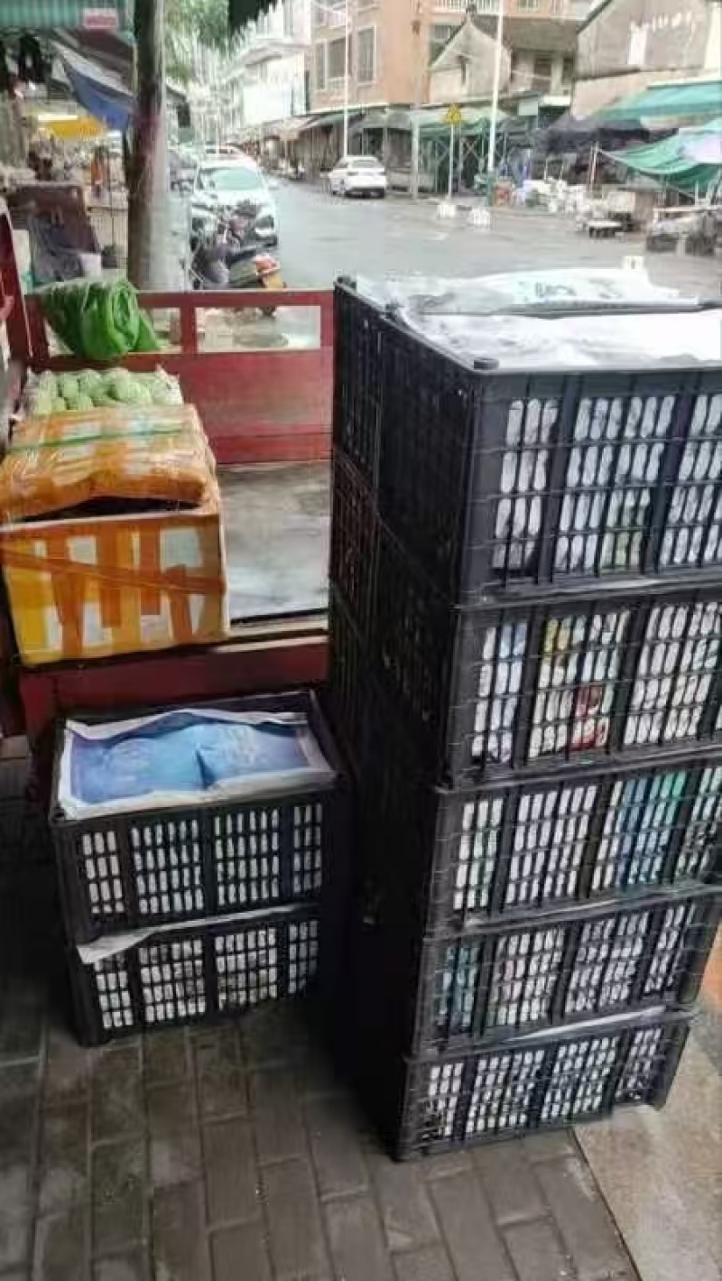 福建精品丝瓜肉丝瓜货源充足价格实惠欢迎联系