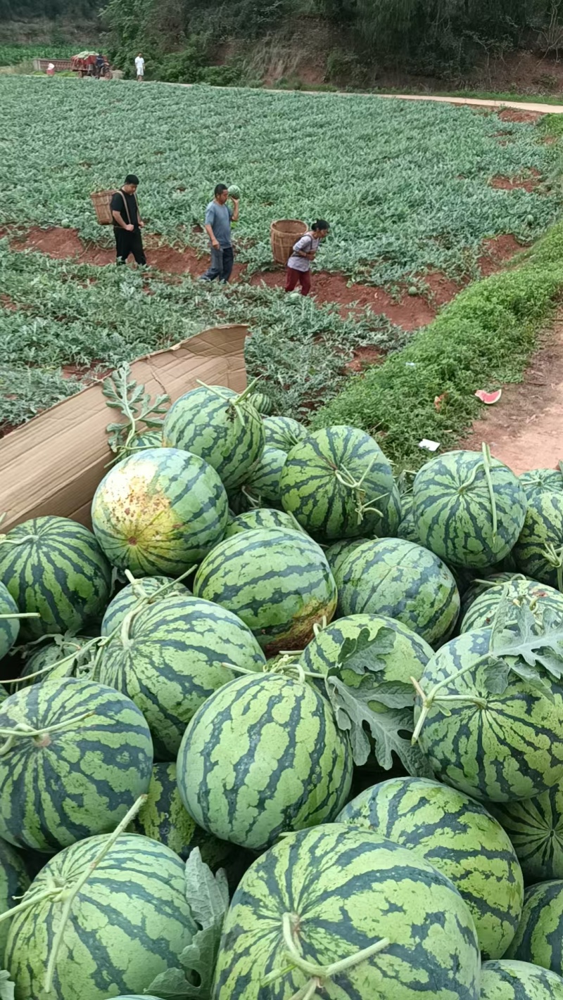 美都西瓜产地直发四川资阳2026头茬现摘西瓜欢迎致电