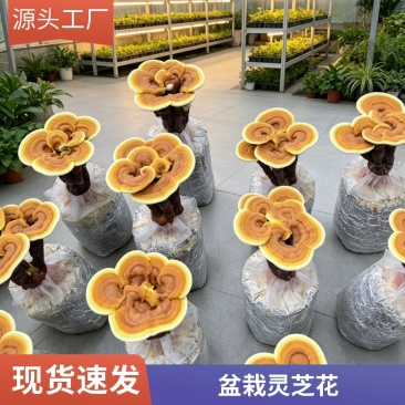 活体观赏灵芝菌包自然生长肌理高级居家禅意绿植盆栽