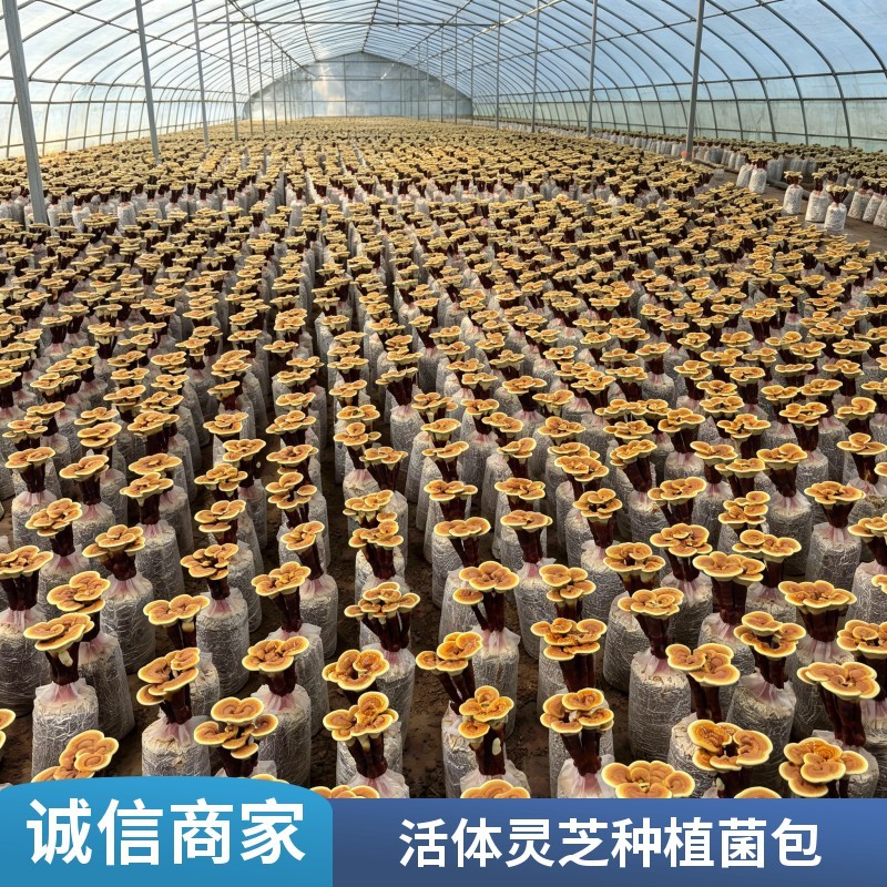 活体观赏灵芝菌包自然生长肌理高级居家禅意绿植盆栽