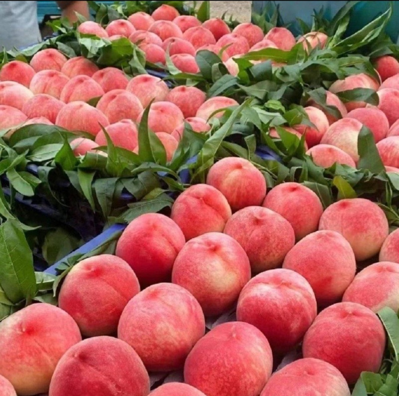 突围桃毛桃精品桃子🍑好吃不贵欢迎采购品质保障先到先得