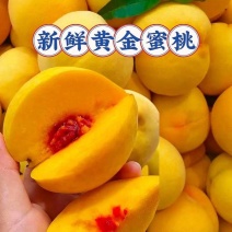 黄金蜜桃黄桃黄金蜜7号湖北产地精选好果可对接全国客商