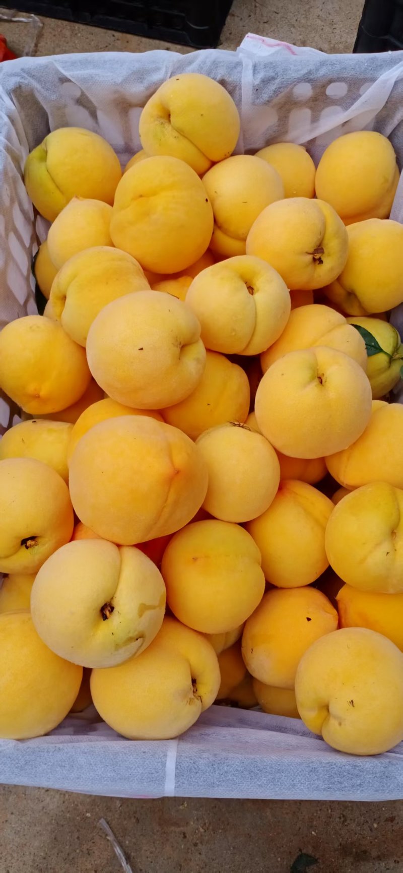 黄金密7号，精品桃子🍑现货上市，产地发货质量好可对接全国