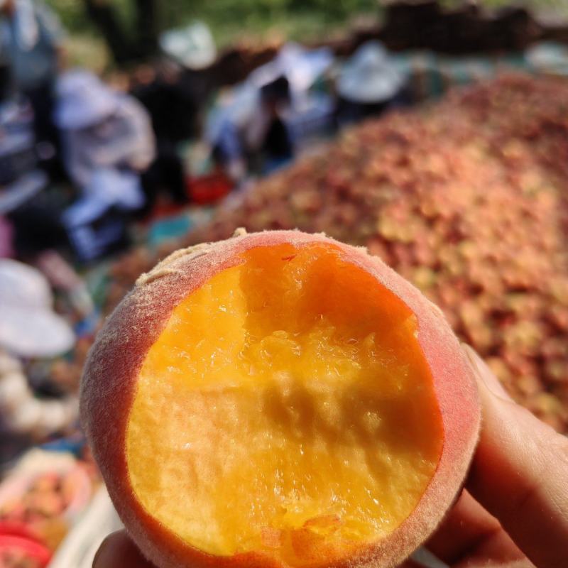 黄金密7号，精品桃子🍑现货上市，产地发货质量好可对接全国