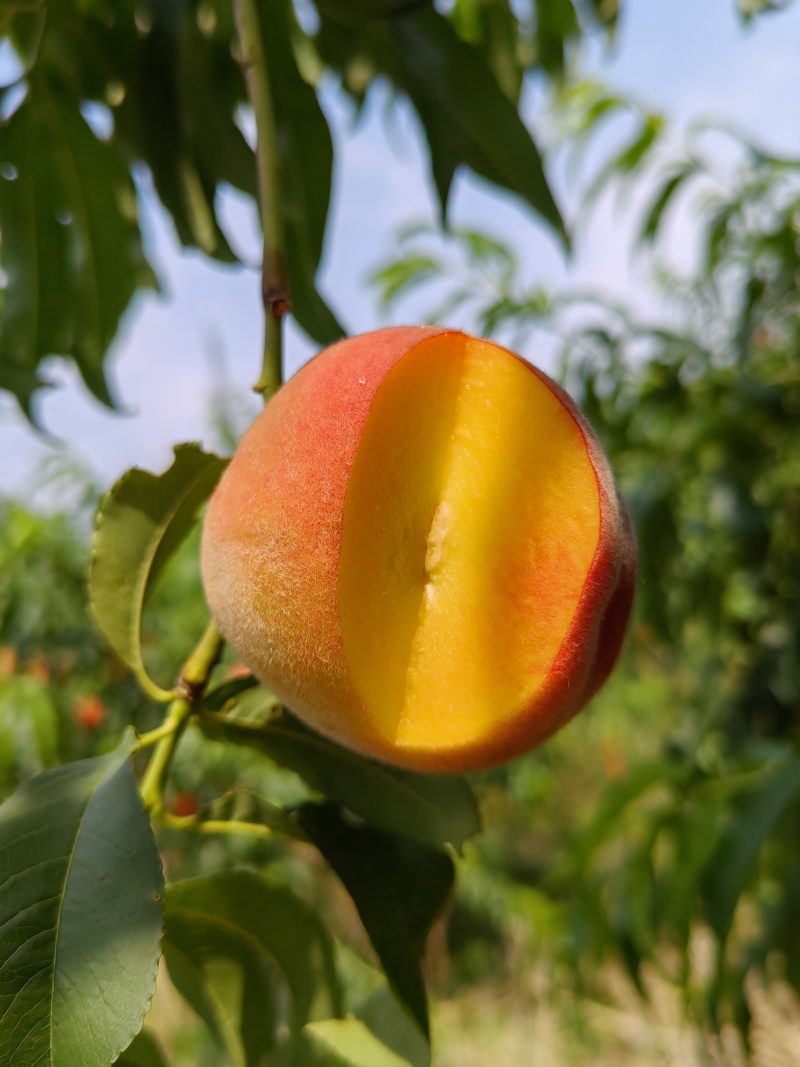 黄金密7号，精品桃子🍑现货上市，产地发货质量好可对接全国