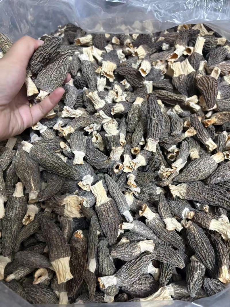 精品羊肚菌基地一手货源全国供应可视频看货保质量