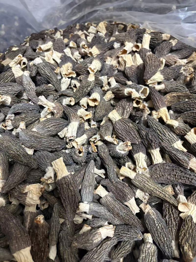 精品羊肚菌基地一手货源全国供应可视频看货保质量