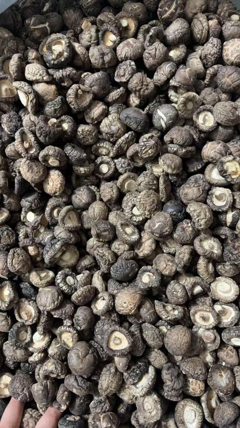 河南西峡干香菇精品花菇一手货源可零售可批发保质量