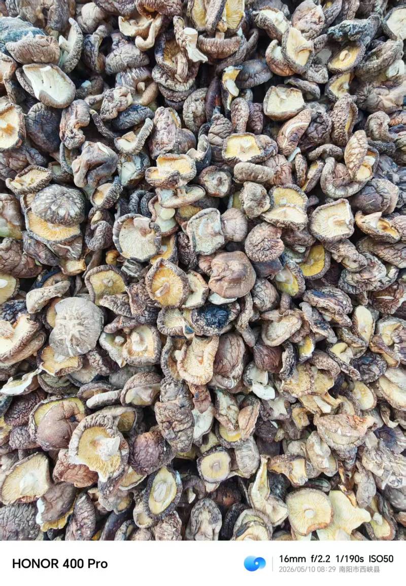 河南干香菇厚菇畸形菇小碎片大片规格全零售+批发